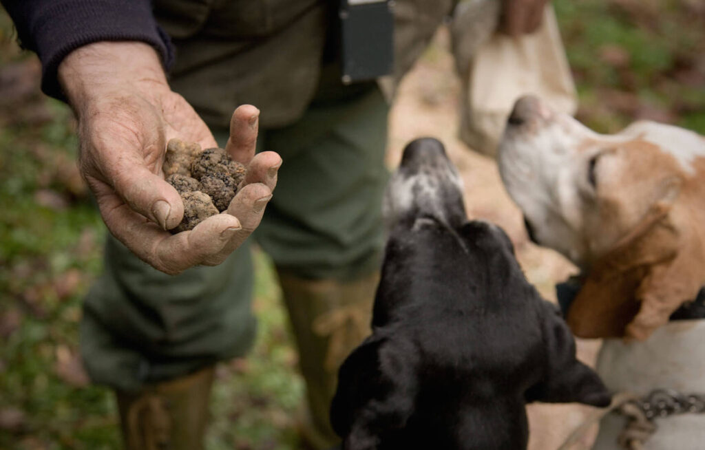 truffle hunting slovenia